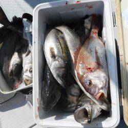 遊漁船 幸友丸 釣果