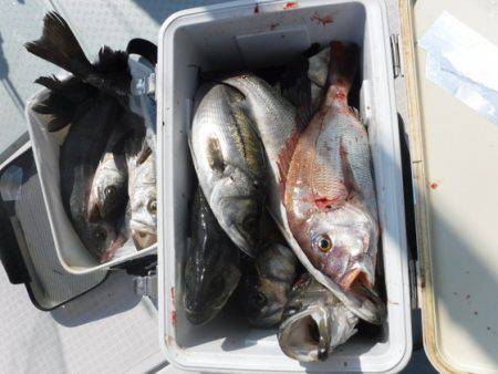 遊漁船 幸友丸 釣果