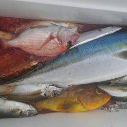 遊漁船 新鋭丸 釣果