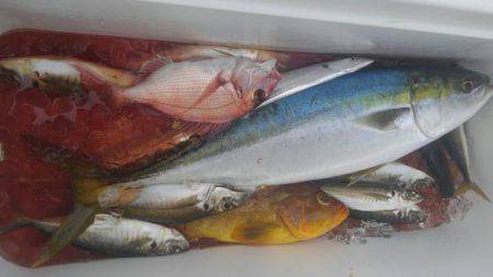 遊漁船 新鋭丸 釣果