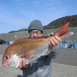 大進丸（新潟） 釣果