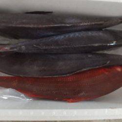 フィッシングハウス伊藤 釣果