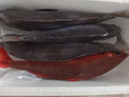 フィッシングハウス伊藤 釣果