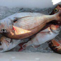 大進丸(新潟) 釣果