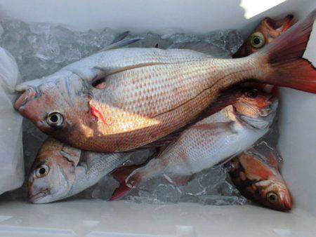 大進丸(新潟) 釣果