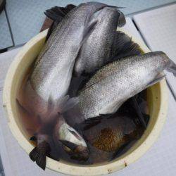 遊漁船 幸友丸 釣果