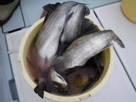 遊漁船 幸友丸 釣果