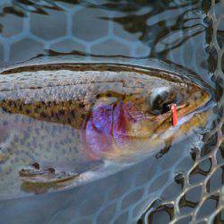 小菅トラウトガーデン 釣果