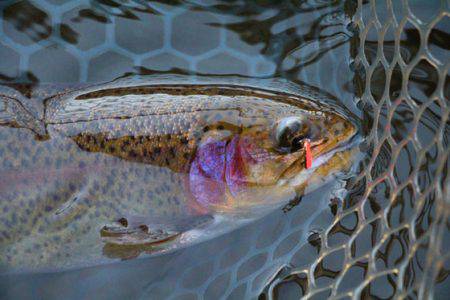 小菅トラウトガーデン 釣果