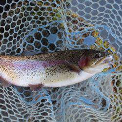 小菅トラウトガーデン 釣果