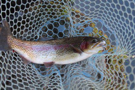 小菅トラウトガーデン 釣果