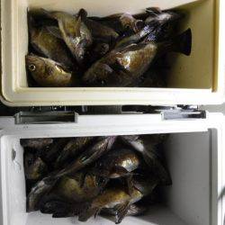 遊漁船 幸友丸 釣果