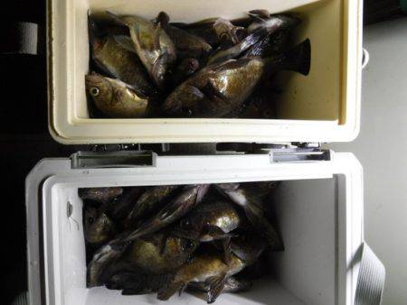 遊漁船 幸友丸 釣果