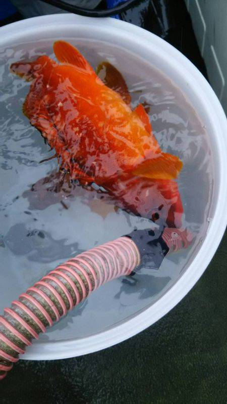 フィッシングハウス伊藤 釣果