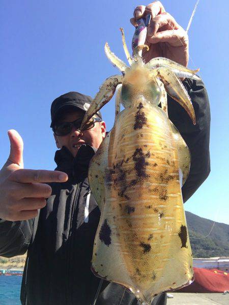 エギングの狼煙が上がった！四国西南部のデカイカ♪【ジャイアン氏連載記事No.07】