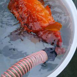 フィッシングハウス伊藤 釣果