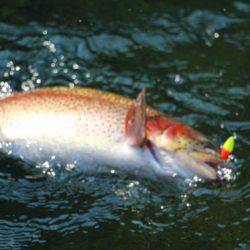 小菅トラウトガーデン 釣果
