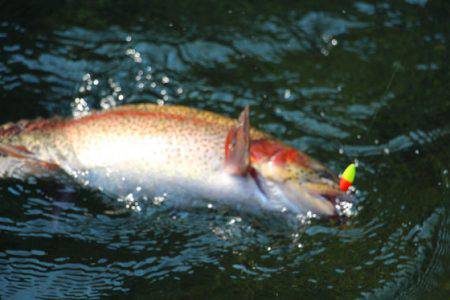 小菅トラウトガーデン 釣果