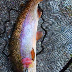 小菅トラウトガーデン 釣果