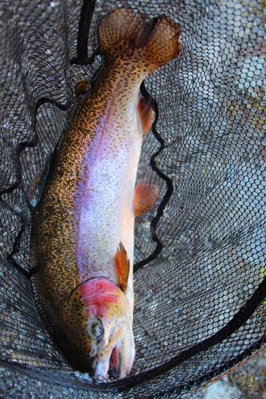 小菅トラウトガーデン 釣果