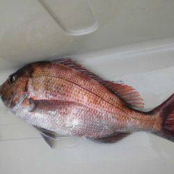 大進丸(新潟) 釣果