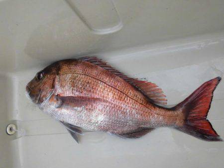 大進丸(新潟) 釣果