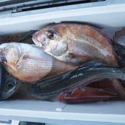 遊漁船 幸友丸 釣果