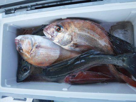 遊漁船 幸友丸 釣果