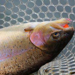 小菅トラウトガーデン 釣果