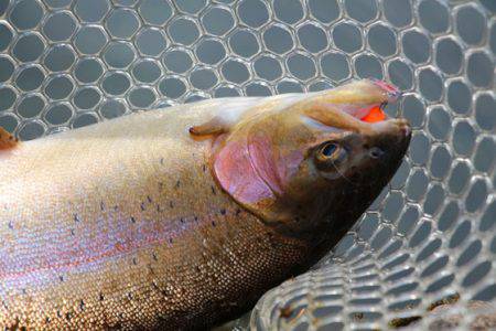 小菅トラウトガーデン 釣果