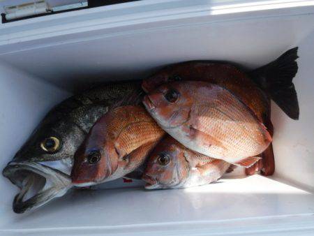 遊漁船 幸友丸 釣果