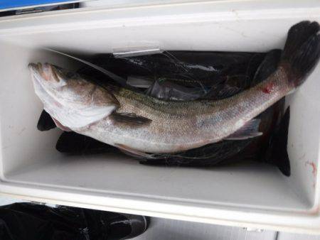 遊漁船 幸友丸 釣果