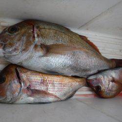 遊漁船 幸友丸 釣果