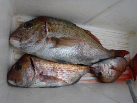 遊漁船 幸友丸 釣果