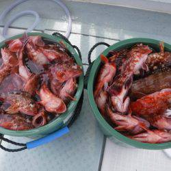 遊漁船 幸友丸 釣果