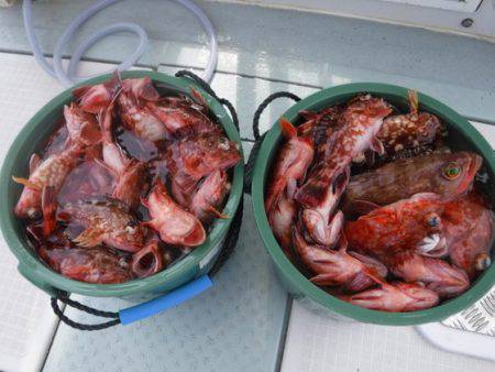 遊漁船 幸友丸 釣果