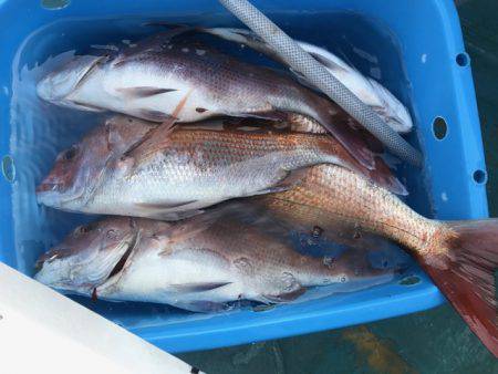 さとみ丸 釣果
