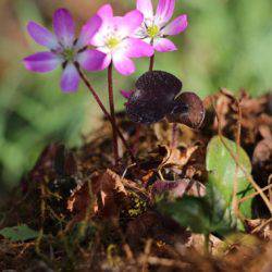 小菅トラウトガーデン 釣果