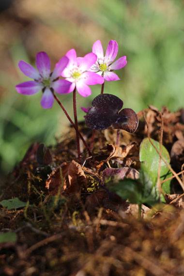 小菅トラウトガーデン 釣果