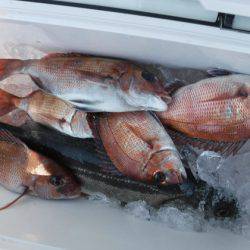 遊漁船 幸友丸 釣果