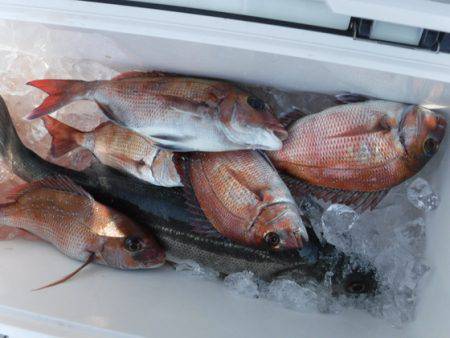 遊漁船 幸友丸 釣果