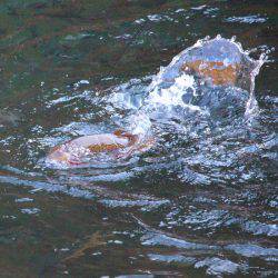 小菅トラウトガーデン 釣果