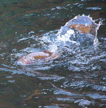 小菅トラウトガーデン 釣果