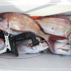 大進丸(新潟) 釣果