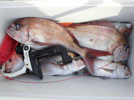 大進丸(新潟) 釣果