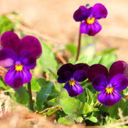 小菅トラウトガーデン 釣果