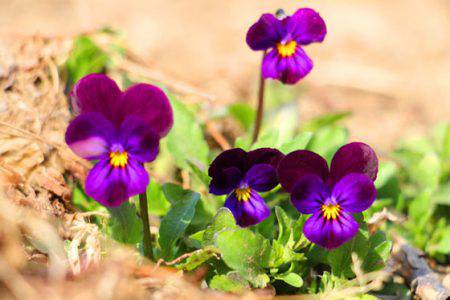 小菅トラウトガーデン 釣果