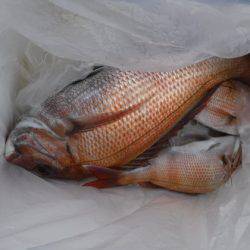 遊漁船 幸友丸 釣果