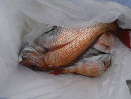 遊漁船 幸友丸 釣果