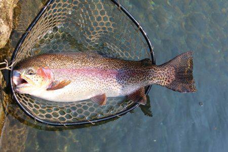 小菅トラウトガーデン 釣果